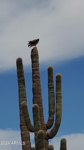 30450 Villa Cassandra Way #237, Unincorporated County, AZ 85361