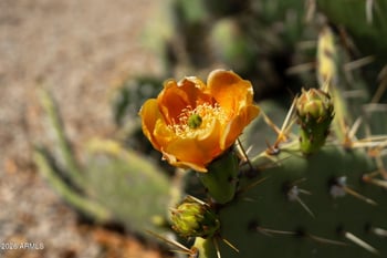 30472 Sunray Dr, San Tan Valley, AZ 85143