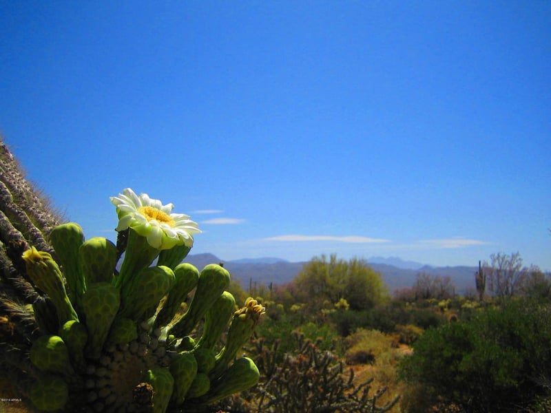 31300 N 173rd Pl #-, Rio Verde, AZ 85263