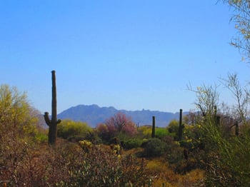 31300 N 173rd Pl #-, Rio Verde, AZ 85263