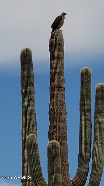 32300 Painted Wagon Trl #50, Wittmann, AZ 85361