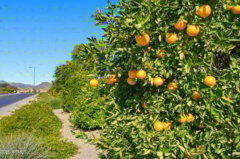 3343 Russell St, Mesa, AZ 85213