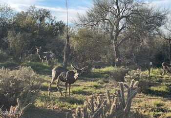 35621 136th Pl, Scottsdale, AZ 85262