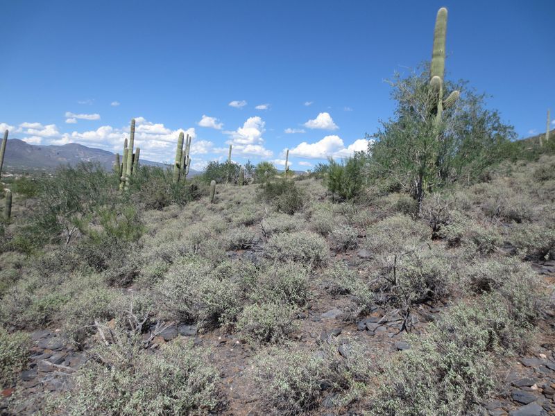 36420 E Bloody Basin Rd #11, Cave Creek, AZ 85331