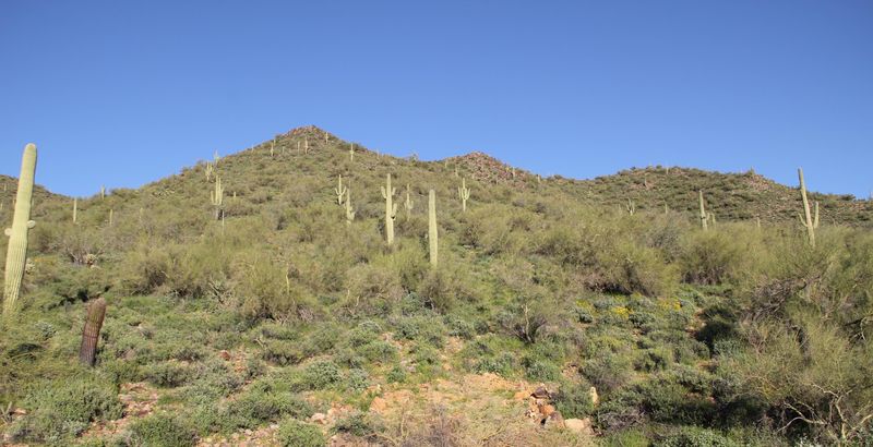 37100 N 38th St #14, Cave Creek, AZ 85331
