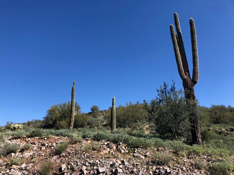 3863 Avenida De Angeles -- #103, Gold Canyon, AZ 85118