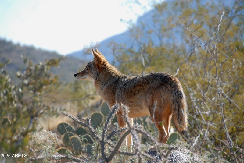 40445 32nd St, Cave Creek, AZ 85331