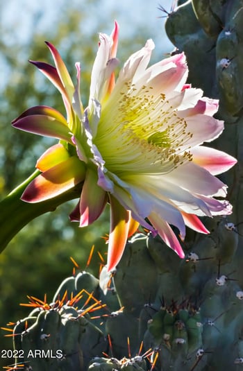 40858 109th Pl, Scottsdale, AZ 85262