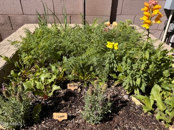 4111 Molly Ln, Cave Creek, AZ 85331