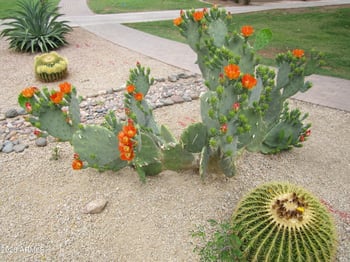 4303 Cactus Rd #419, Phoenix, AZ 85032