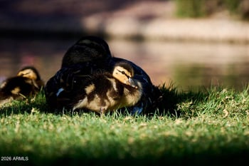 43423 National Ct, New River, AZ 85087