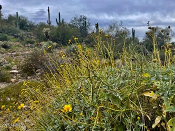 43XXX 10th St #-, New River, AZ 85087