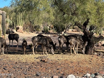 5898 Chuckwalla Trl, Cave Creek, AZ 85331