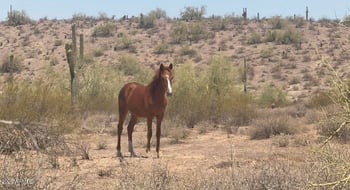 5934 Redmont Dr, Mesa, AZ 85215