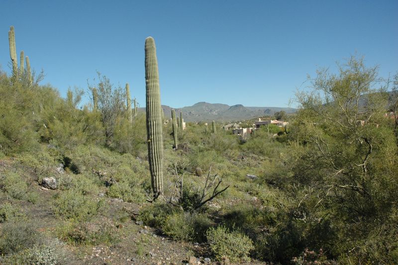 5XXXX E Paseo Dulce Dr #P, Cave Creek, AZ 85331