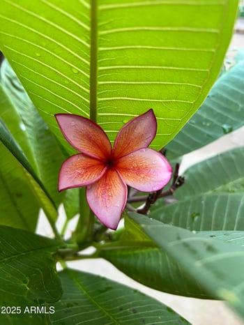 6042 Halifax St, Mesa, AZ 85205