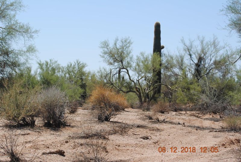 60XX E Wildcat Dr, Cave Creek, AZ 85331