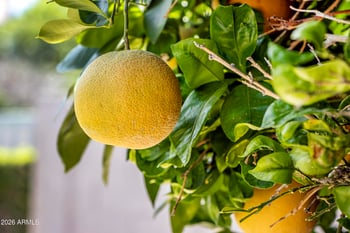 620 Pheasant Dr, Gilbert, AZ 85234