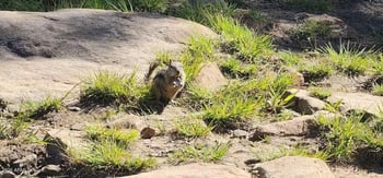 6292 Jan Dr, Pine, AZ 85544