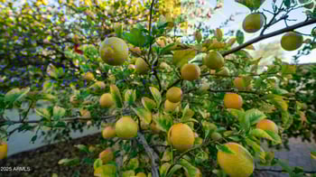 657 Copper Dr, Apache Junction, AZ 85120