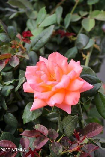 6625 Culver St, Scottsdale, AZ 85257