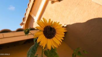 6906 Laguna Azul Ave, Mesa, AZ 85209