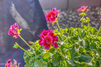 7024 Russell St, Mesa, AZ 85207