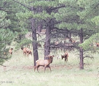 7851 Pine Country Ln, Flagstaff, AZ 86004