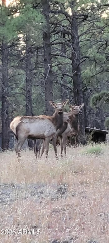 7851 Pine Country Ln, Flagstaff, AZ 86004