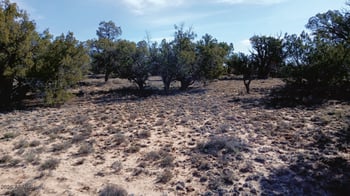 8.96 Acres N7407 -- #382,38, Sanders, AZ 86512