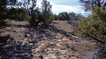 8.96 Acres N7407 -- #382,38, Sanders, AZ 86512