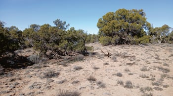 8.96 Acres N7407 -- #382,38, Sanders, AZ 86512