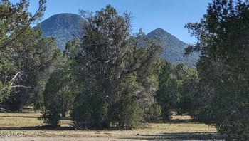 80 Rattlesnake Gulch -- #80, Williams, AZ 86046