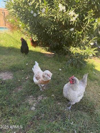 800 Marlboro Dr, Chandler, AZ 85225