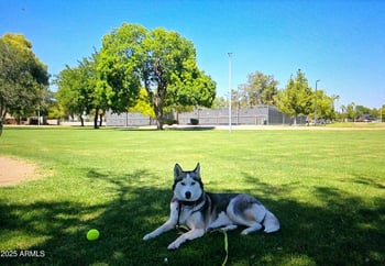 808 Isabella Ave, Mesa, AZ 85210