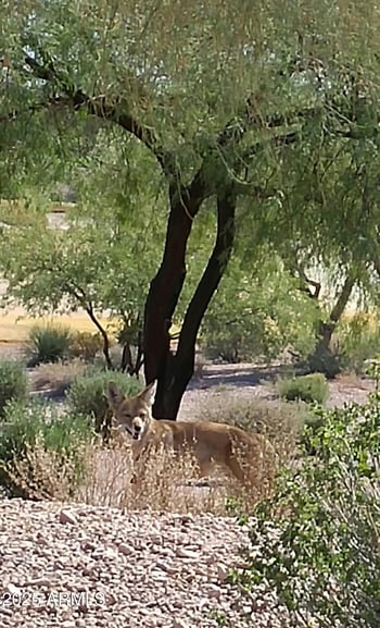 8160 Canyon Estates Cir, Gold Canyon, AZ 85118