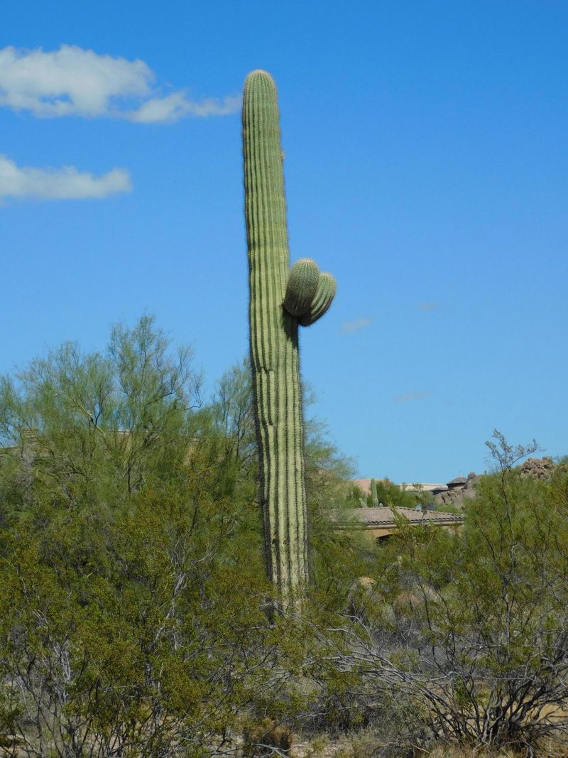 8823 E Quill St #-, Mesa, AZ 85207