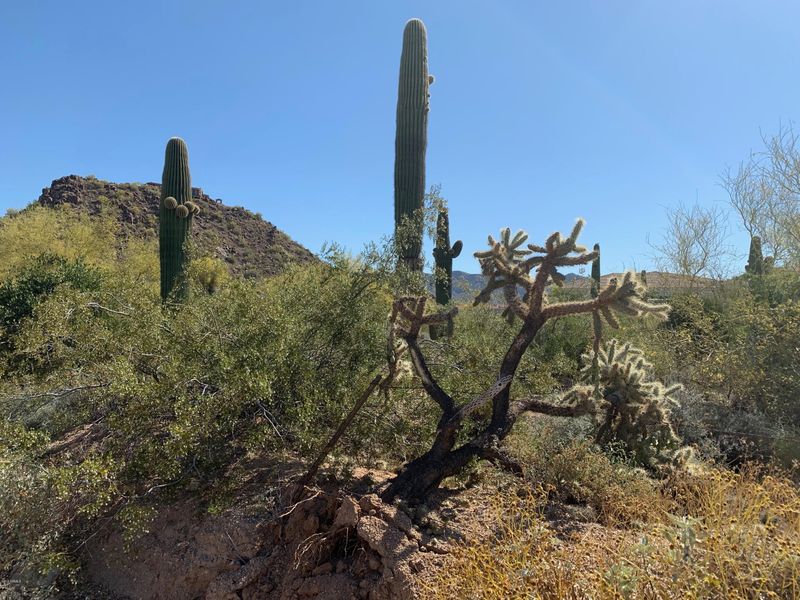 9011 E Mcdowell Rd, Mesa, AZ 85207