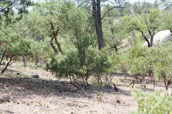 910 Monument Valley Dr #149, Payson, AZ 85541