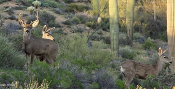 9162 Sky Line Dr, Scottsdale, AZ 85262