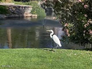 919 Paradise Dr, Gilbert, AZ 85233