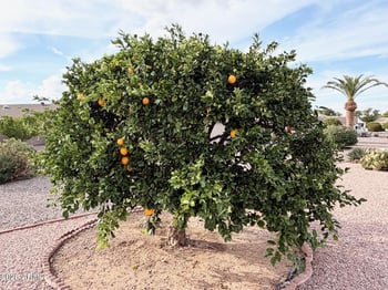 922 79th Way, Mesa, AZ 85208