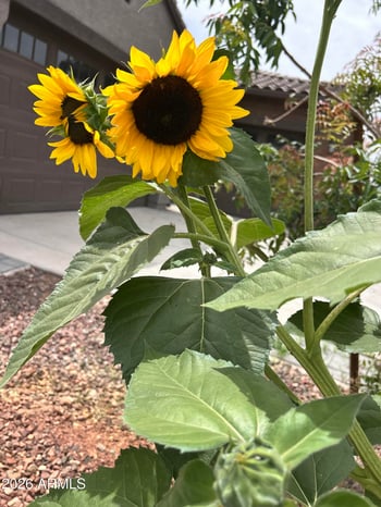 9321 Sells Dr, Phoenix, AZ 85037