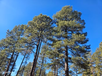 940 46th Dr, Show Low, AZ 85901