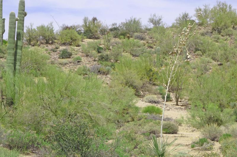 9578 E Taos Dr #262, Scottsdale, AZ 85262