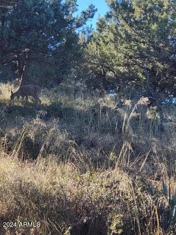 Lot 163 Portal Dr #163, Pine, AZ 85544