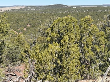 lot 80 Ranch Rd #80, Vernon, AZ 85940
