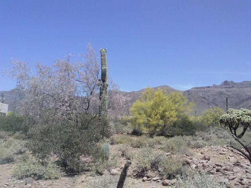xxxx E Cloudview St, Gold Canyon, AZ 85118