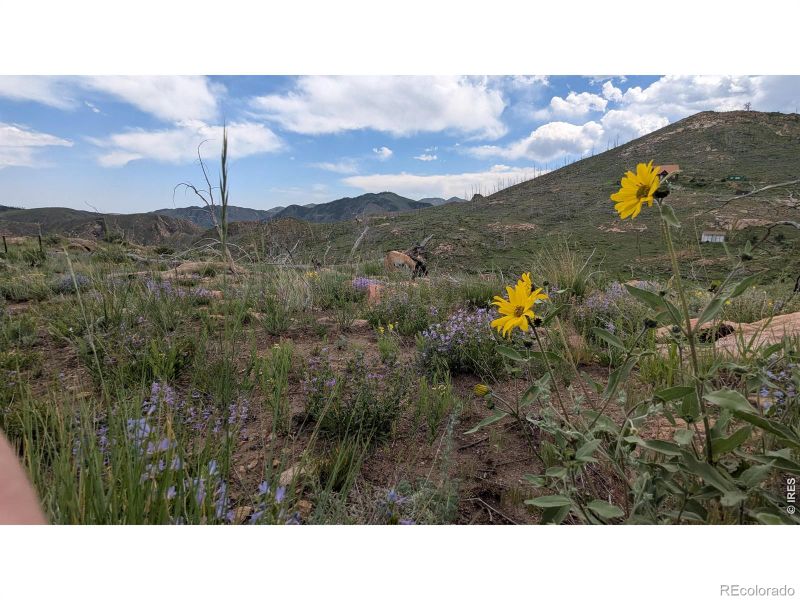1324 Meadow Mountain Dr, Livermore, CO 80536