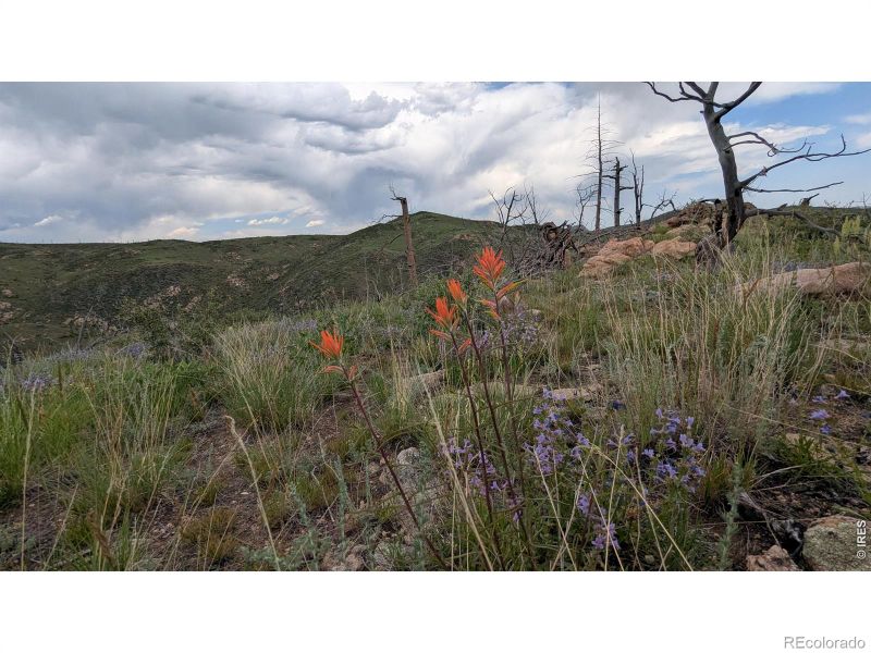 1324 Meadow Mountain Dr, Livermore, CO 80536